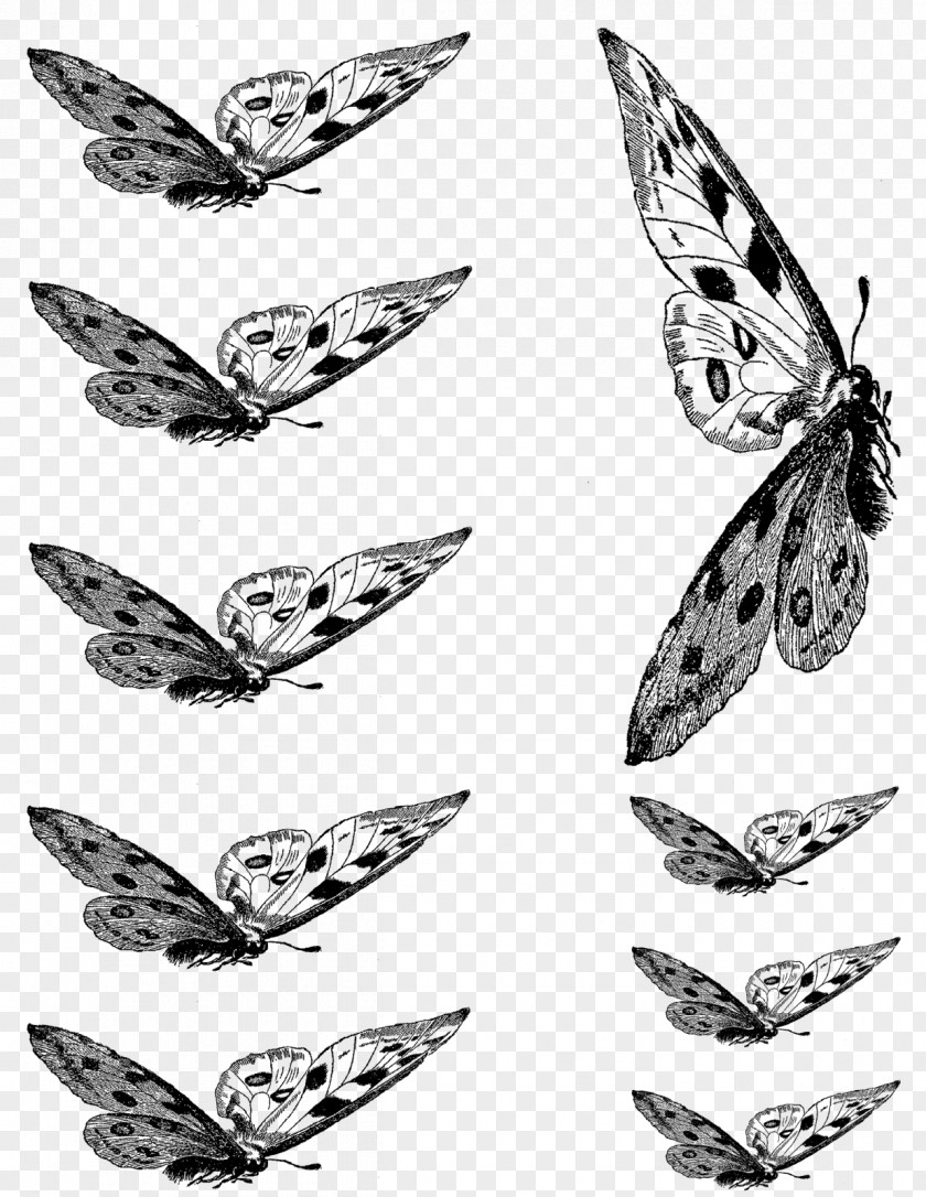 Butterfly Insect Collage Clip Art PNG