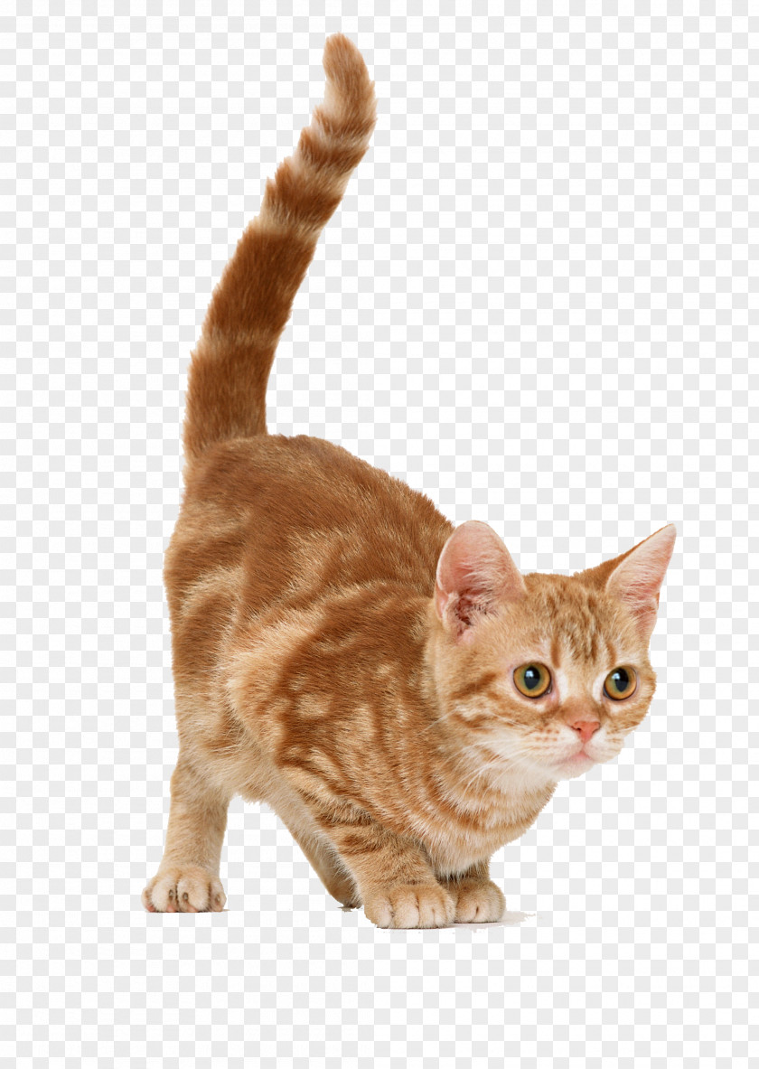 Cat Kitten Mouse Dog PNG