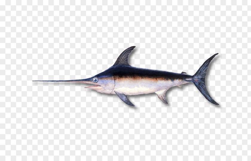 Catfish Transparency And Translucency Swordfish Minecraft Billfish Bony Fishes PNG