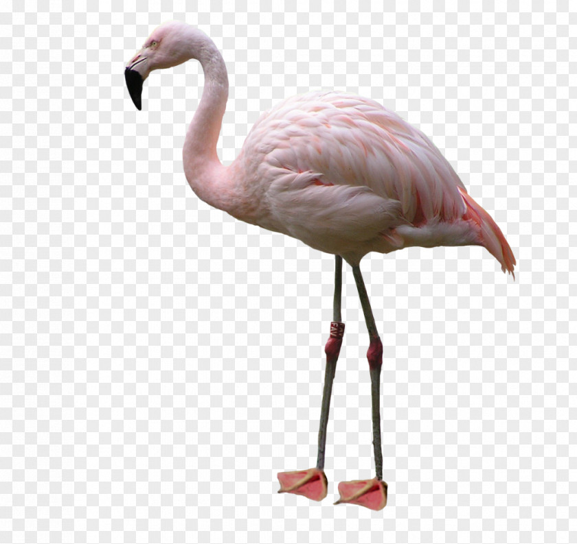 Flamingo Bird American PNG