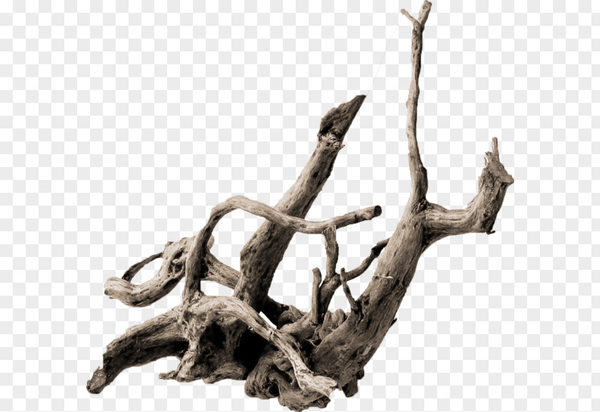 Tree Root Driftwood .de Trunk PNG