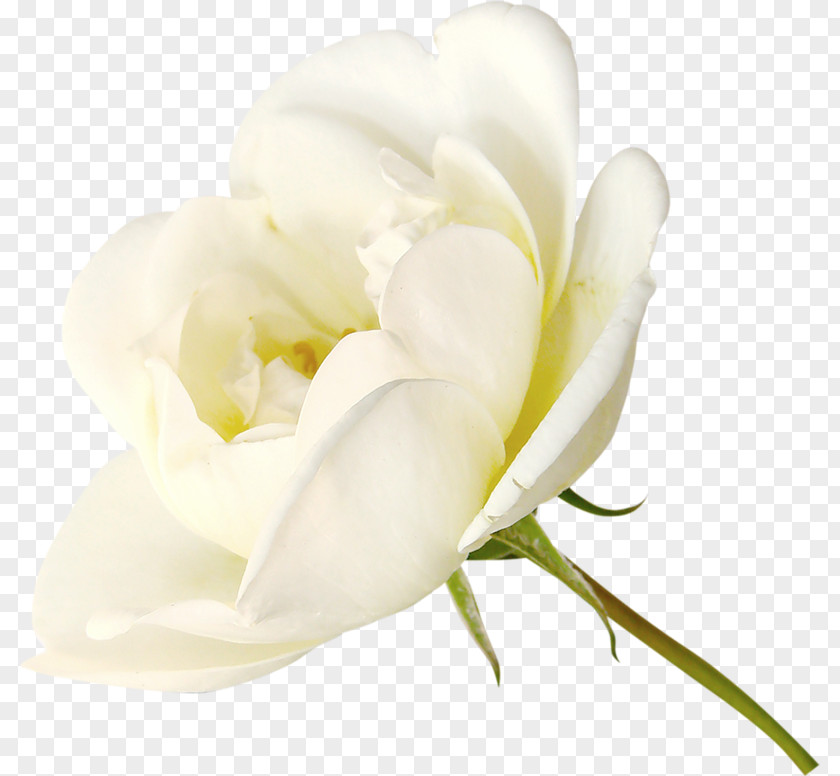 White Roses Rose PNG