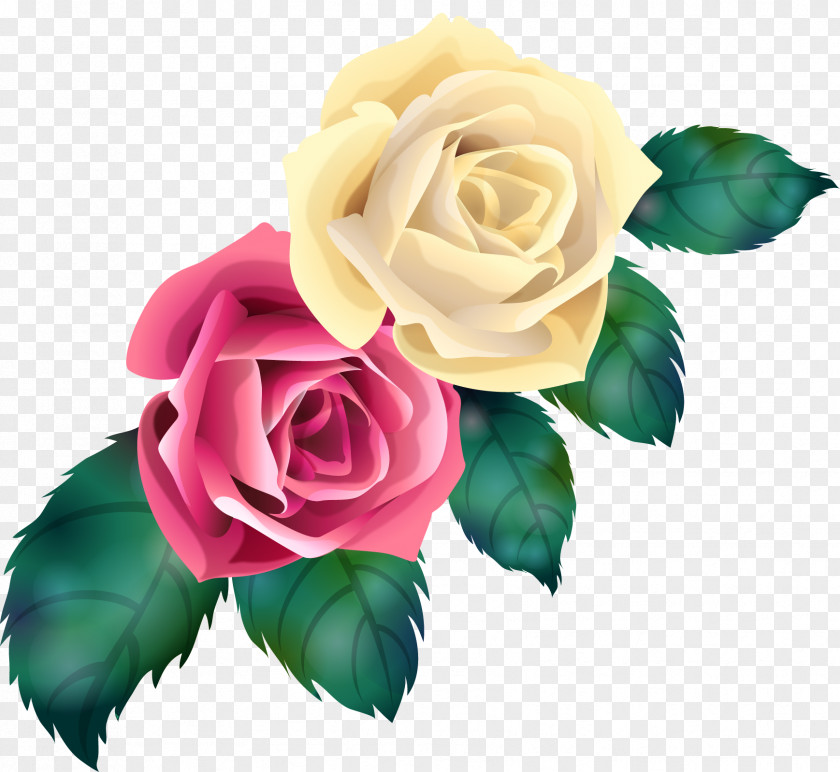 Flower Garden Roses Cabbage Rose Cut Flowers Vector PNG