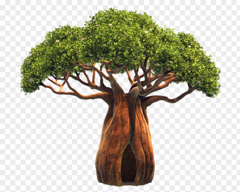 Bonsai Adansonia Digitata Tree Sorbus Domestica Bark Clip Art PNG