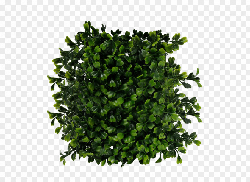 Bush Image Shrub PNG