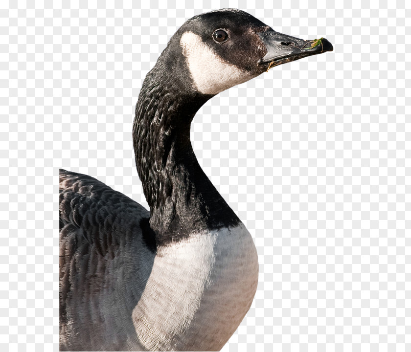 Goose Canada Duck Bird Greylag PNG