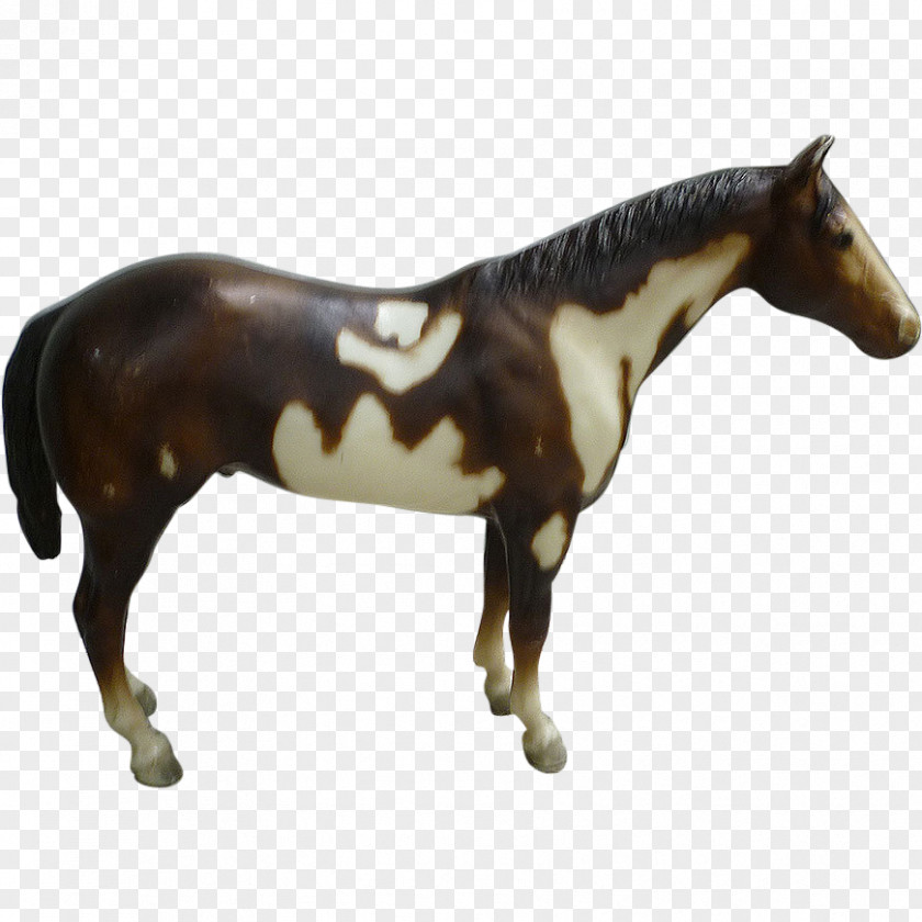 Mustang American Paint Horse Stallion Mare Grullo PNG