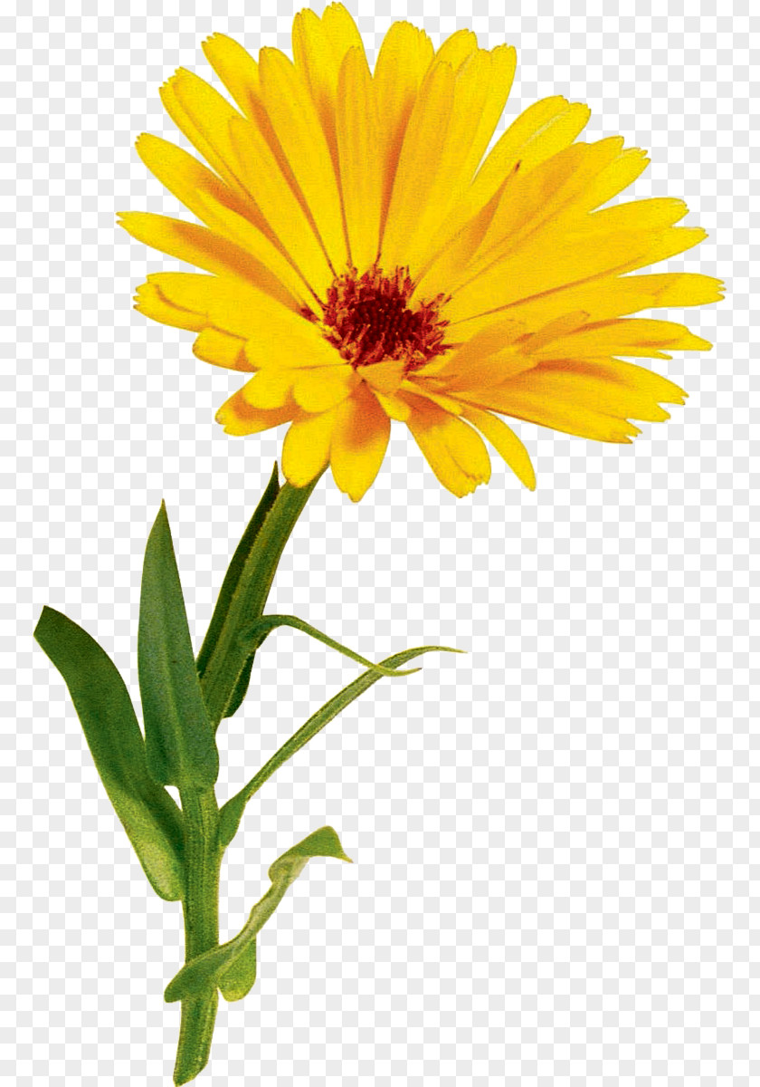 Oxeye Daisy Hyundai Motor Company Chrysanthemum PNG