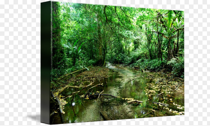 Rain Forest Rainforest Riparian Zone Vegetation Valdivian Temperate PNG