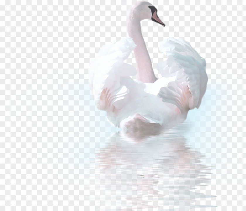 Swan Cygnini Smiley Bird Clip Art PNG