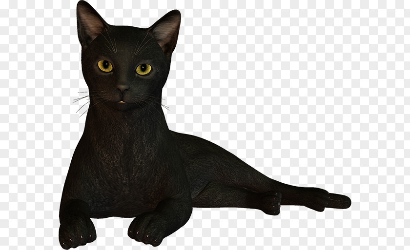 Big Flyers Bundle Black Cat Bombay Korat Havana Brown Oriental Shorthair PNG