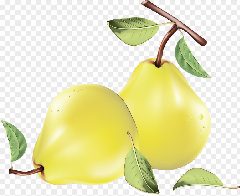 Branch Food Fruit Tree PNG