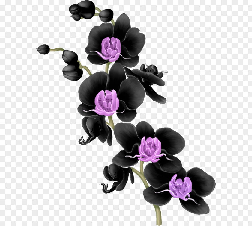 Flower Moth Orchids Floral Design Purple Clip Art PNG