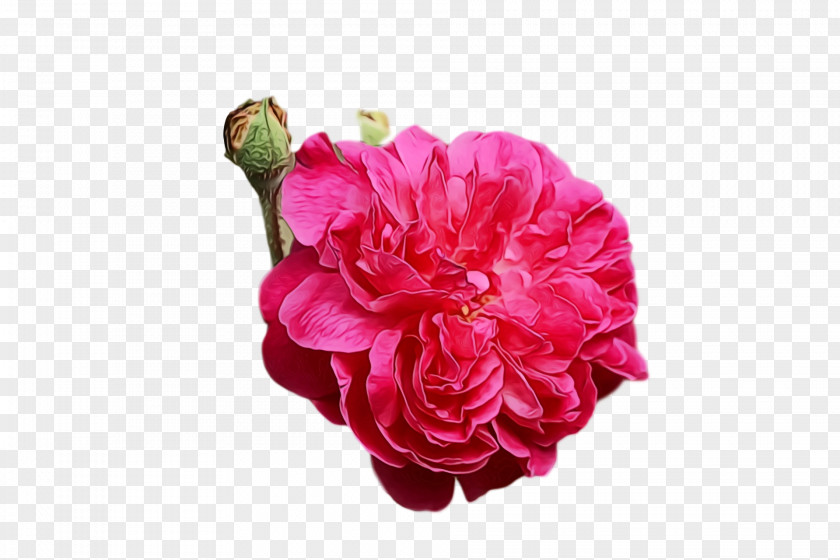 Garden Roses PNG