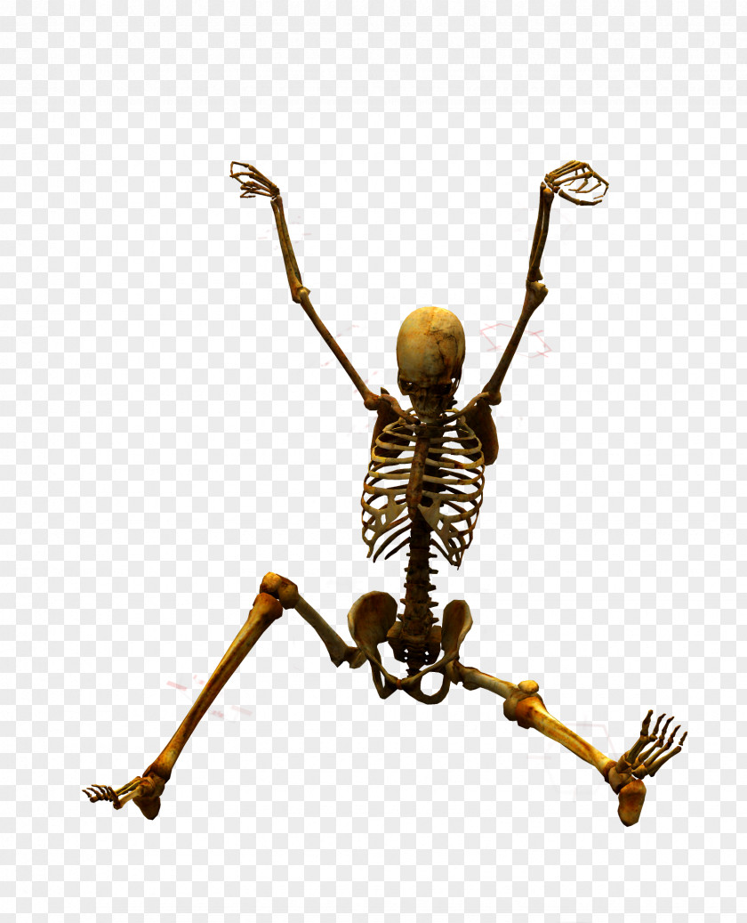 Skull Skeleton U9ab7u9ac5 Bone PNG