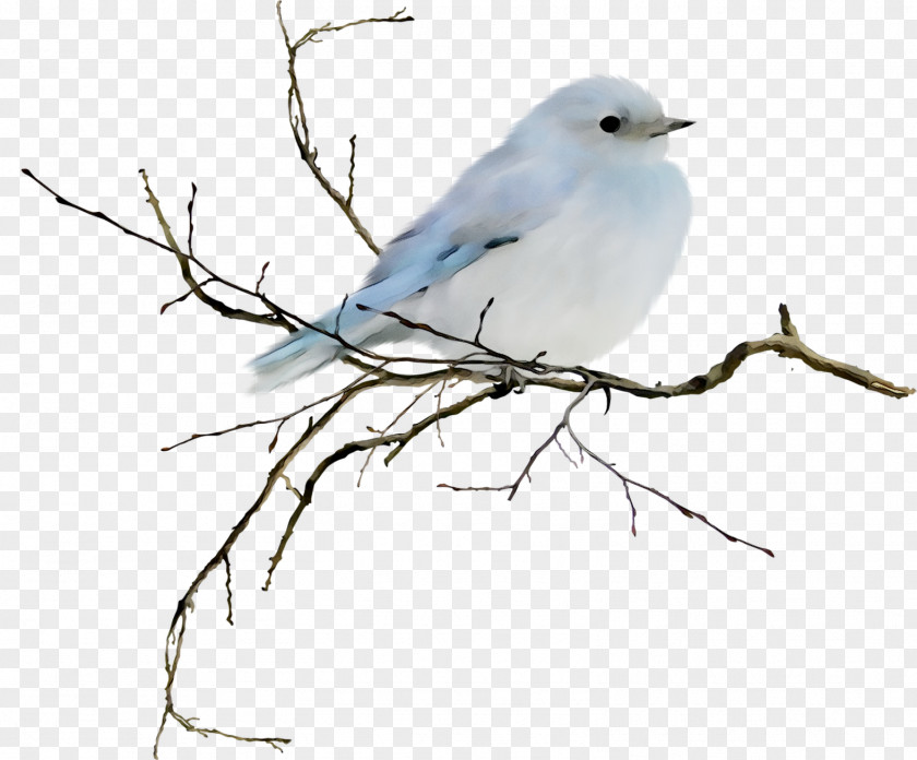 Desktop Wallpaper Bluebirds Image PNG