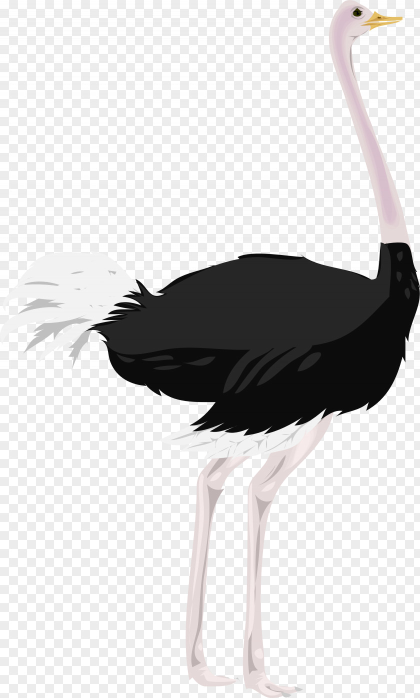 Flamingo Free Patch Common Ostrich Bird Clip Art PNG
