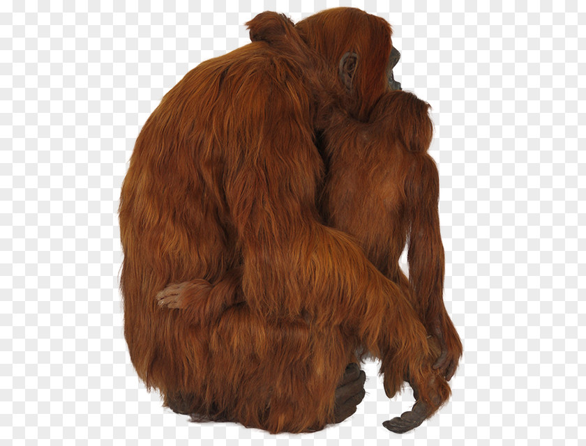 Orangutan ICO Icon PNG