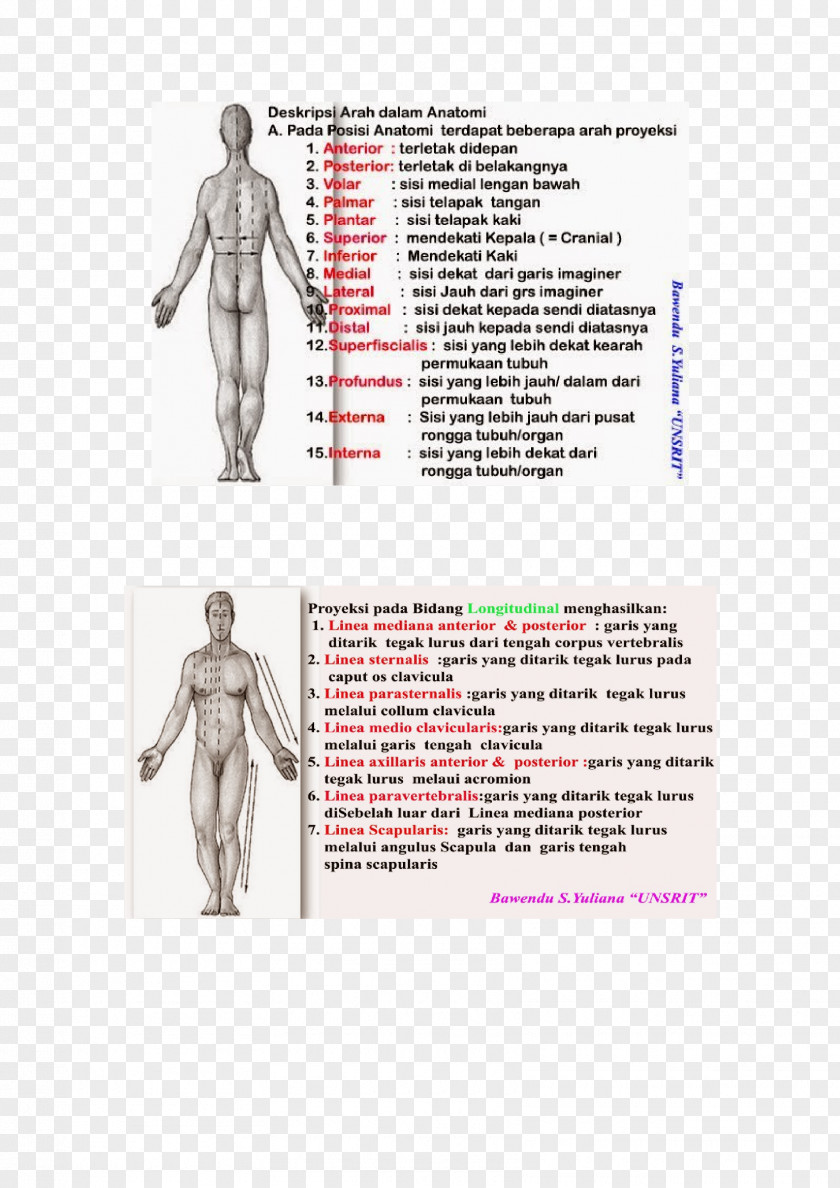 Anatomi Homo Sapiens Shoulder Human Anatomy Body PNG