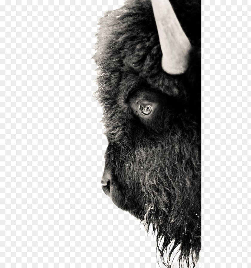 Black Goat Yellowstone National Park American Bison Gray Wolf And White Buffalo PNG