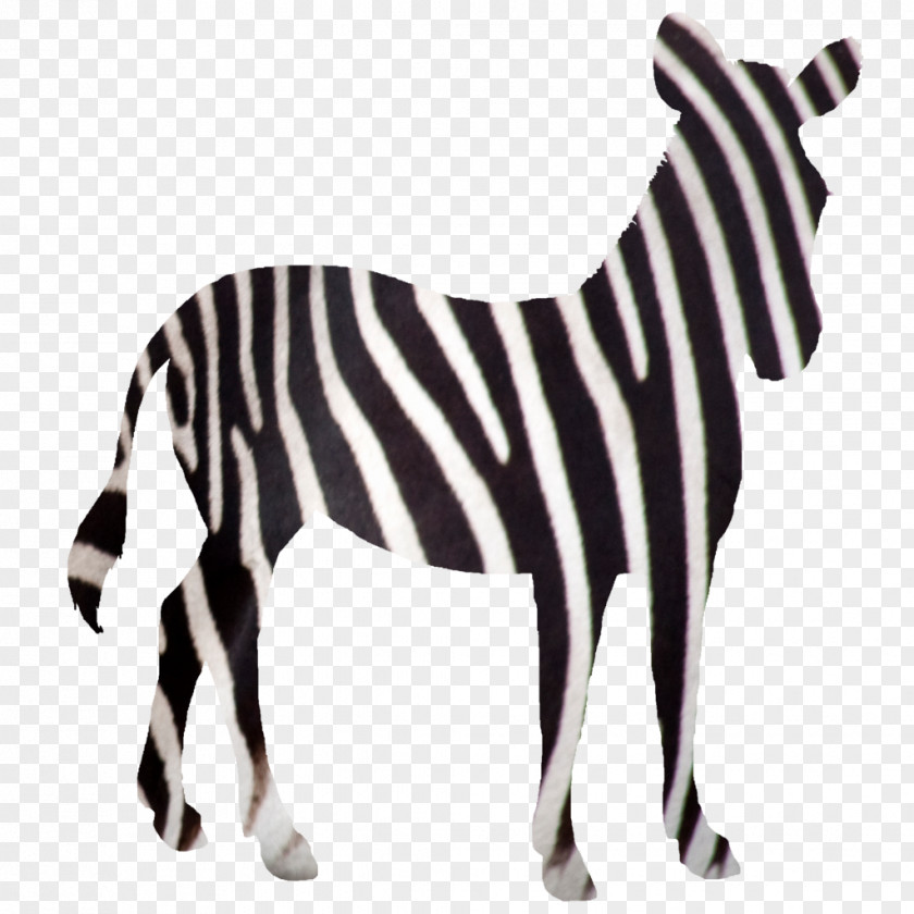 Horse Quagga Zebra Foal DeviantArt PNG