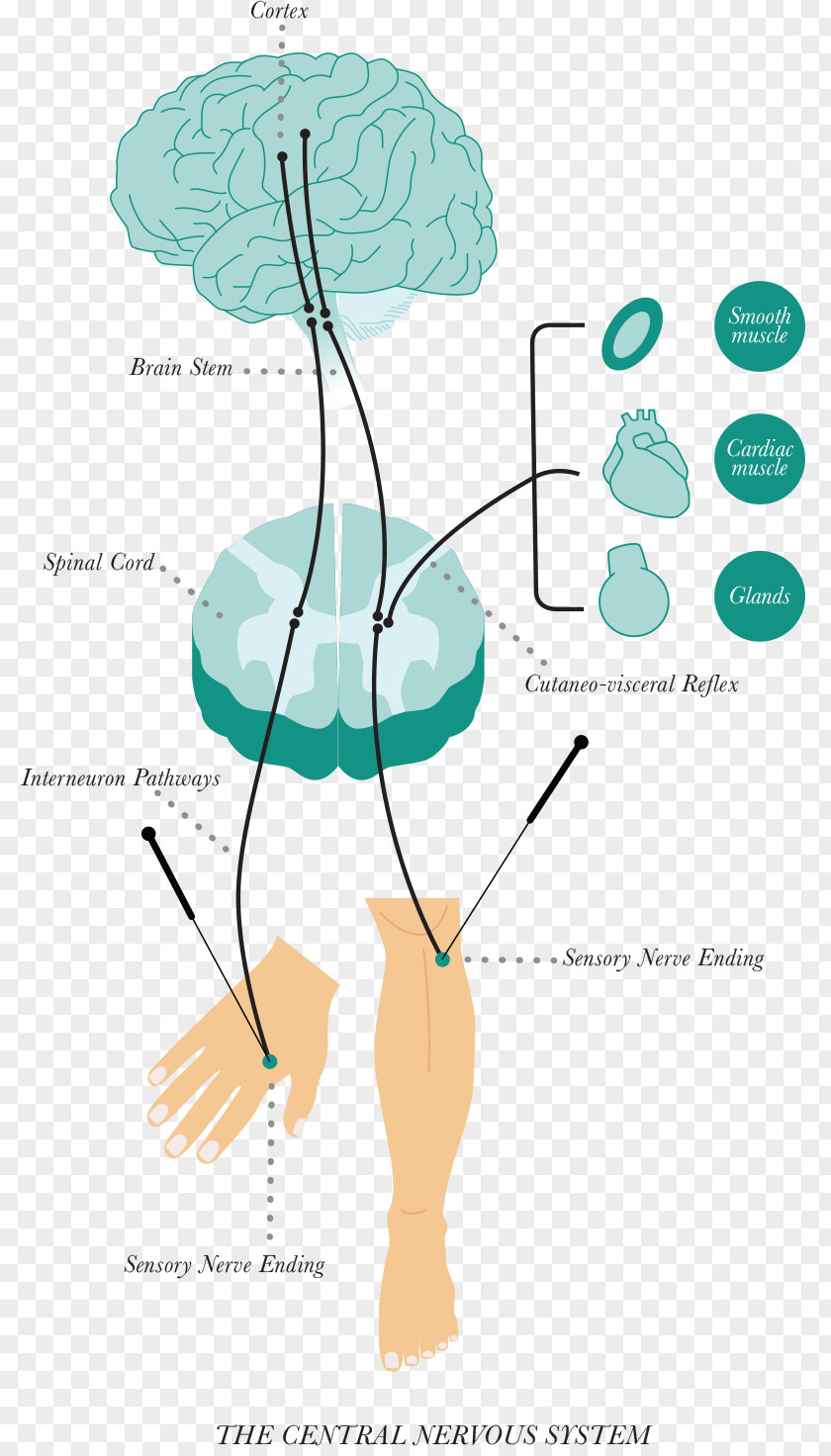 Nervous System Evidence-based Acupuncture Health Therapy PNG