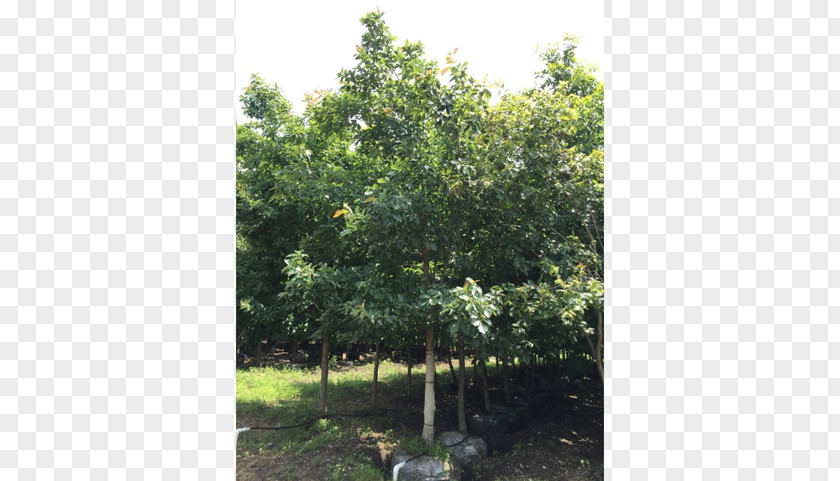 Trachycarpus Fortunei Anacahuita Ehretia Anacua Texas Ebony Sweet Acacia Evergreen PNG