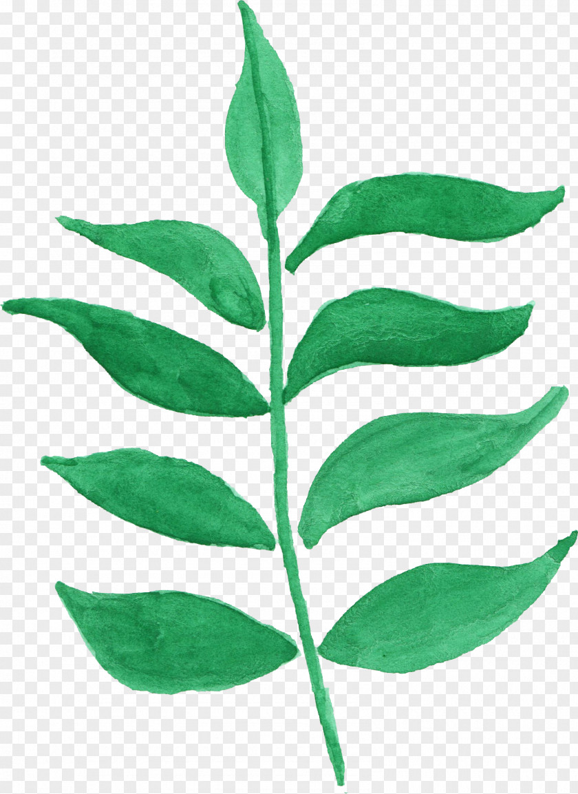Watercolor Leaves Leaf Plant Stem Painting PNG