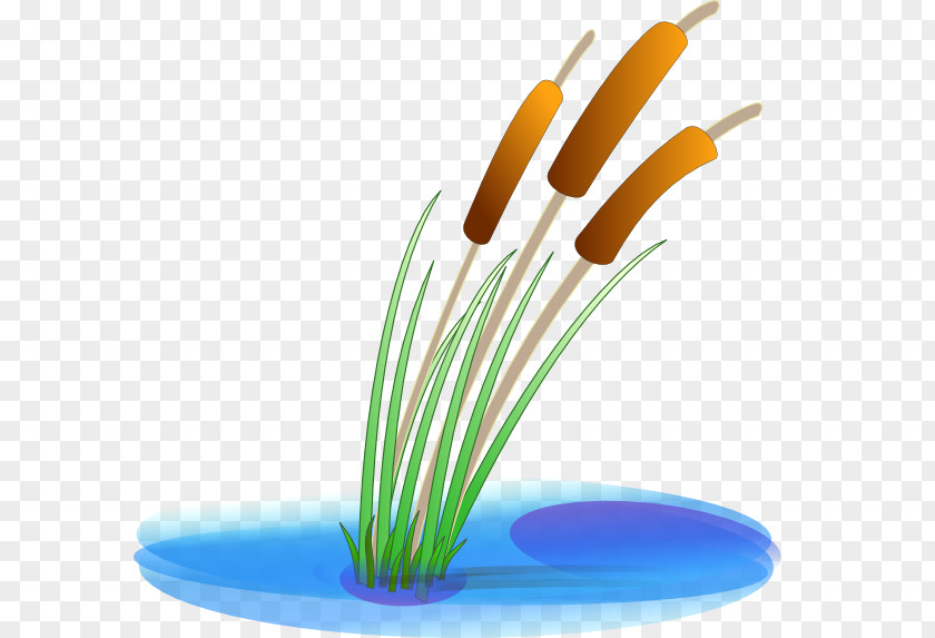 Cary Vector Typha Latifolia Pond Clip Art PNG