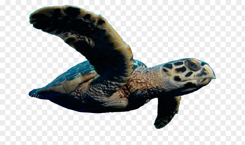 Giant Leather Sea Turtle Loggerhead Reptile Tortoise PNG