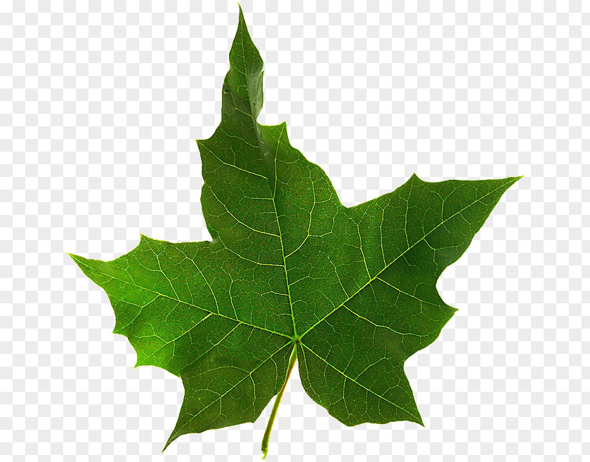 Leaf Maple Twig Plane Trees PNG