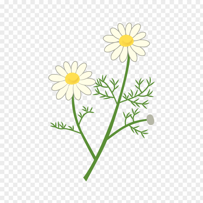 Chamomilla Map Oxeye Daisy Roman Chamomile Cut Flowers Floral Design Plant Stem PNG