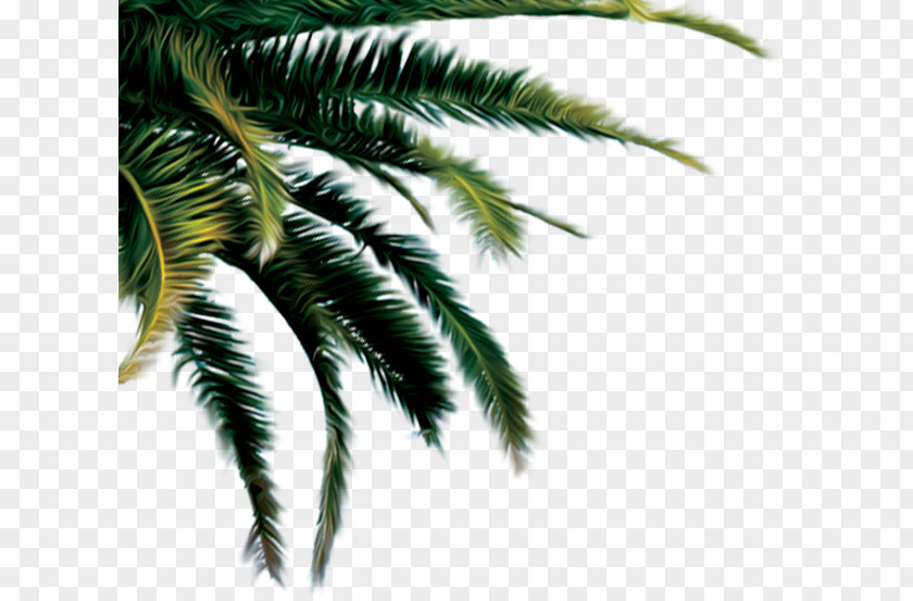Coconut Cargill Palm Trees PNG