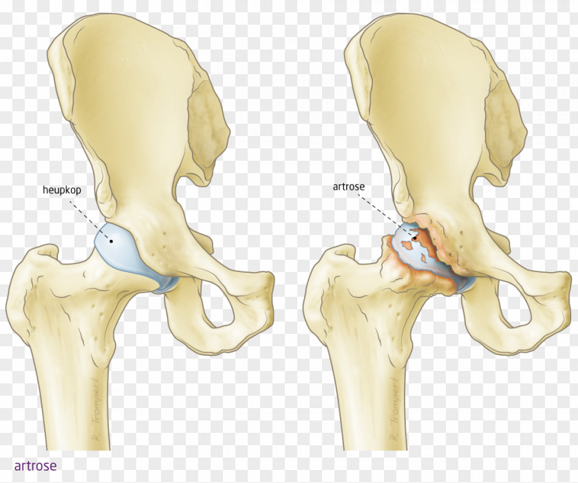 Ear Hip Knee Bone Heupgewricht PNG