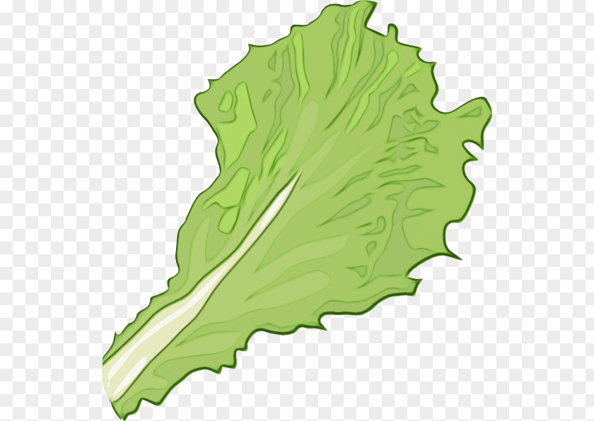 Map Leaf Vegetable Green Background PNG