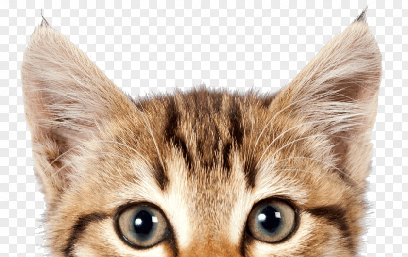 Pet Dog Kitten If Cats Could Talk: The Meaning Of Meow Sitting PNG