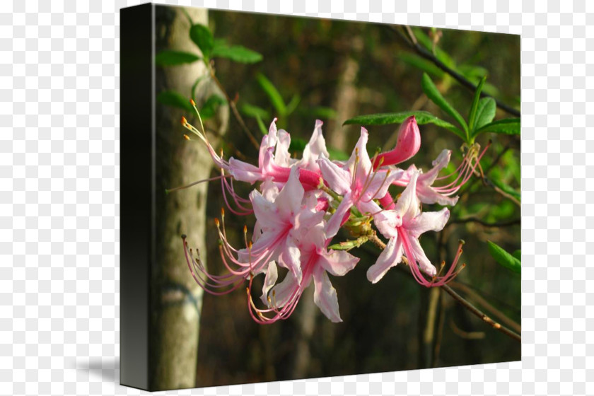 Rhododendron Honeysuckle Azalea Spider Flower PNG