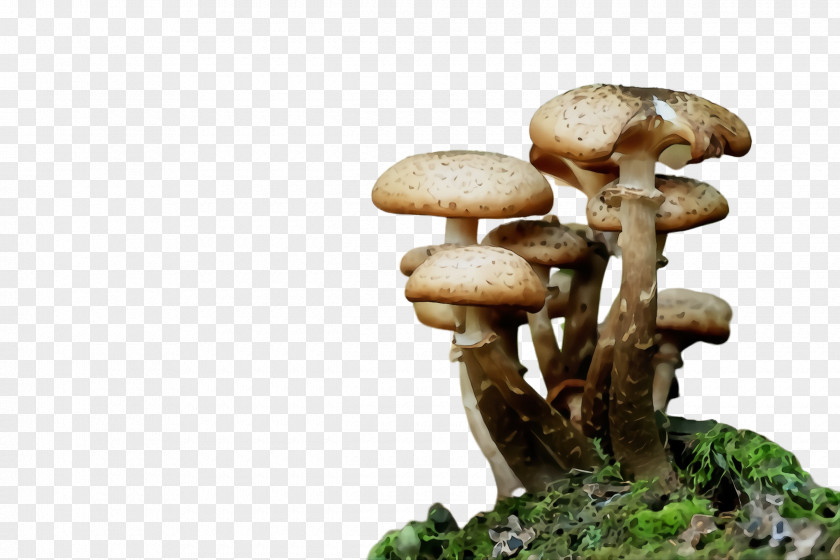 Shiitake Medicinal Mushroom Edible Agaricus Champignon Agaricaceae PNG