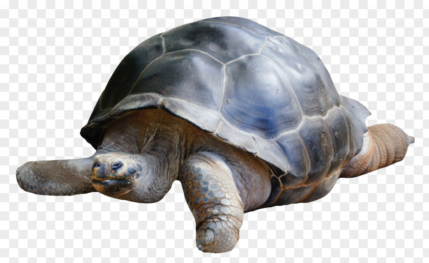 Tortoise Boxer Dobermann PNG