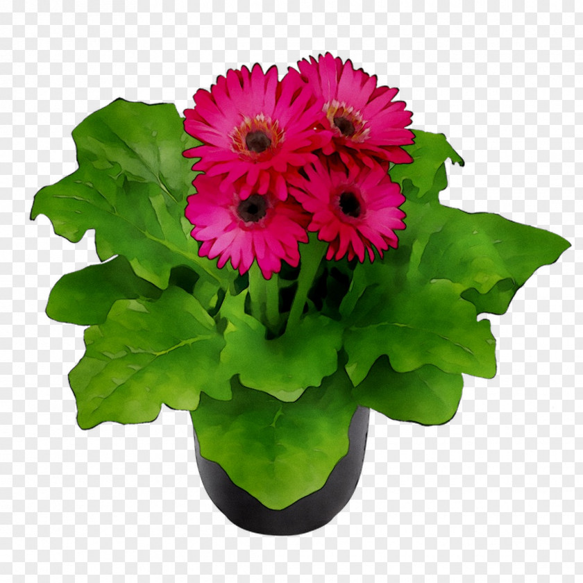 Transvaal Daisy Floral Design Cut Flowers Flower Bouquet PNG