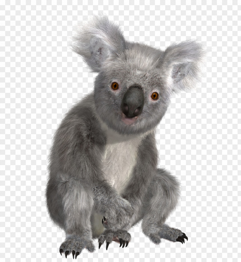 Australia Koala T-shirt Marsupial Bear PNG
