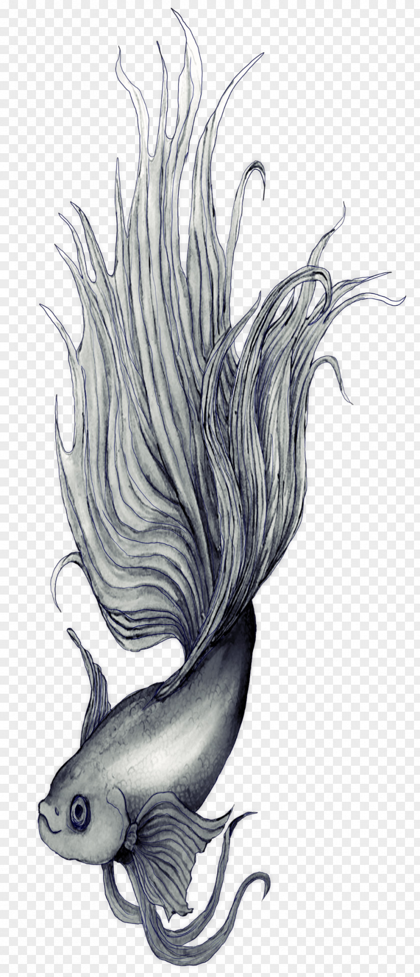 Betta Siamese Fighting Fish Drawing Sketch PNG