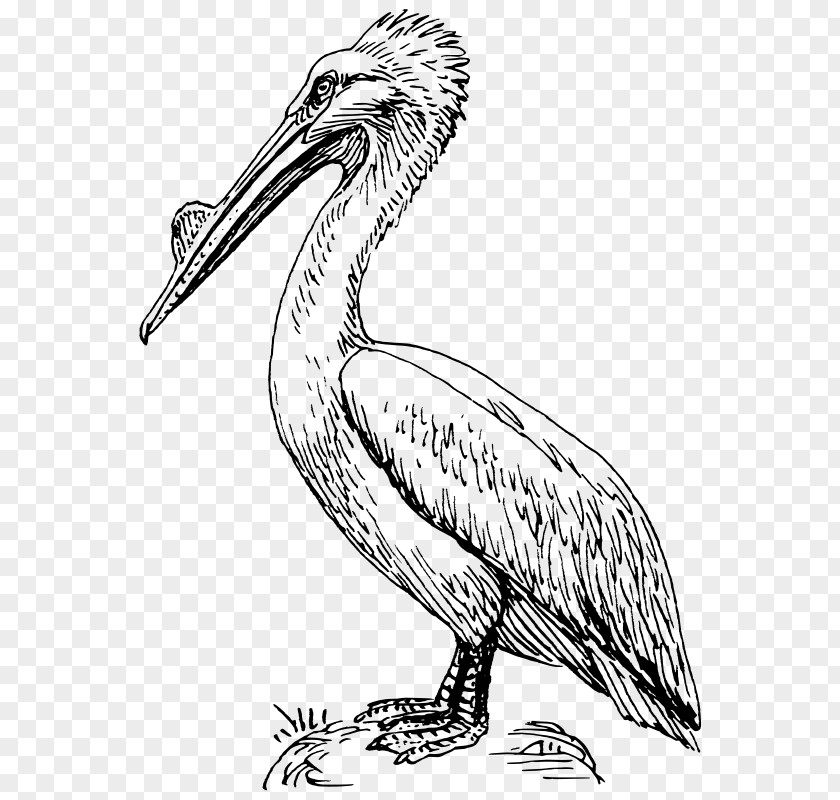 Bird Brown Pelican Drawing Clip Art PNG
