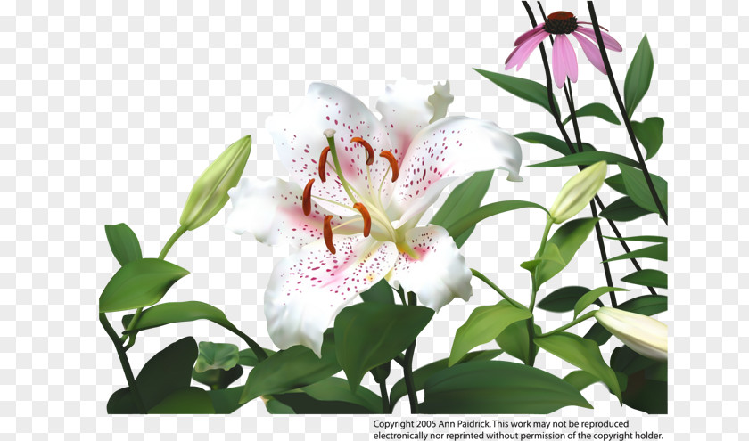 Bloom Lily Lilium Flower Drawing Clip Art PNG