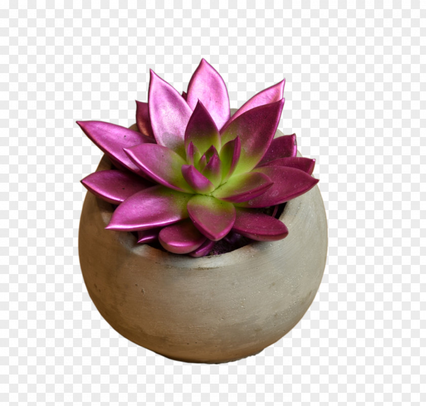 Echeveria Design Element Painted STUDIO Flores Flower Bouquet PNG