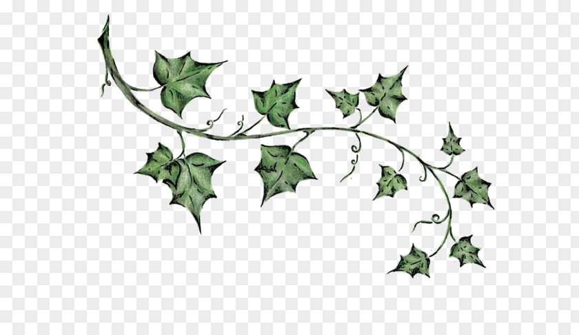 Ivy Tattoo Drawing PNG