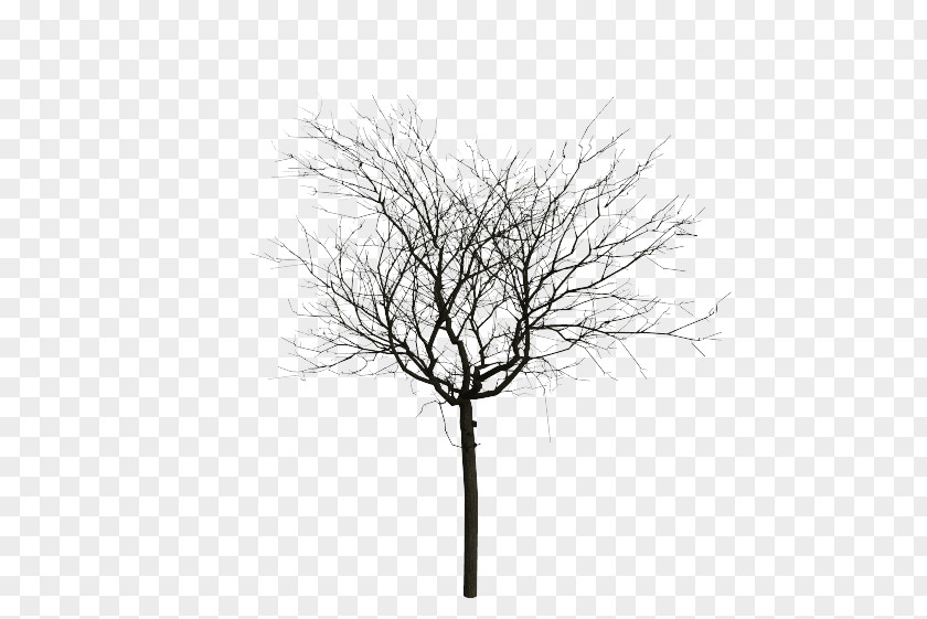Tree Oak Clip Art PNG