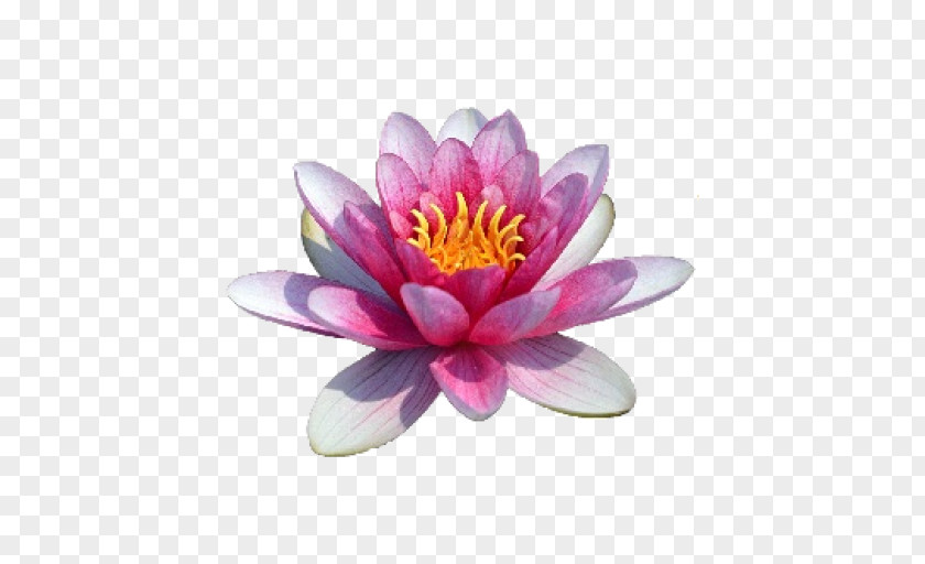 Water Lilies Sacred Lotus Image Clip Art PNG