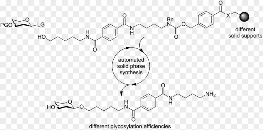 Abstract Figure Shows 3-Methylglutaconyl-CoA Beta-Hydroxy Beta-methylbutyryl-CoA Beta-methylbutyric Acid Leucine Methylglutaconyl-CoA Hydratase PNG