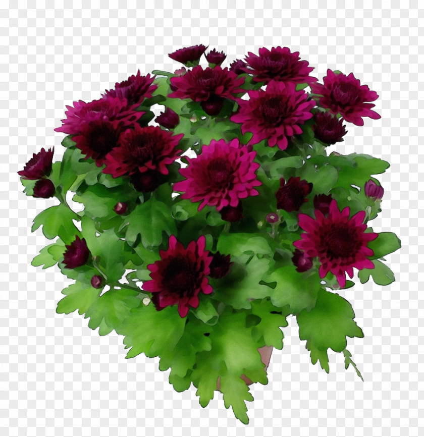 Artificial Flower Geranium Watercolor Background PNG